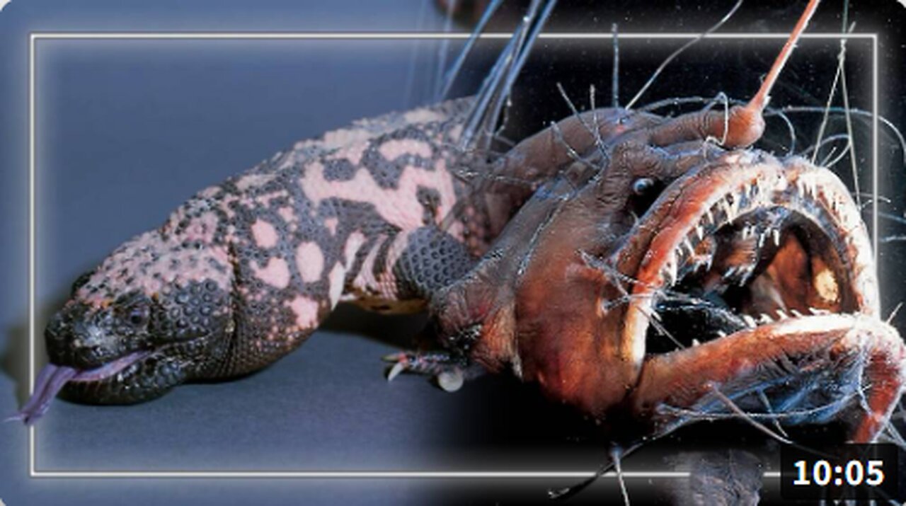 VIDEO: Trump Promotes Poisonous Gila Monster & Anglerfish Toxin In Press Conference Revealing Ozempic Drug Price Cuts