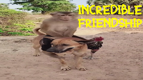 Incredible friendship of cute animals!!!