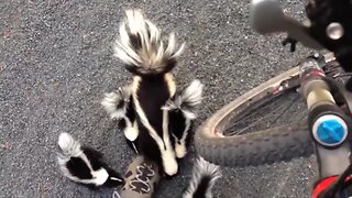 Supersöt skunk-familj🦨🦨🦨🦨🦨 säger "Hy-hy!" till en cyklist 😍