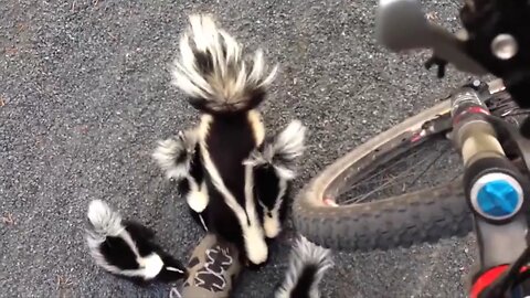 Supersöt skunk-familj🦨🦨🦨🦨🦨 säger "Hy-hy!" till en cyklist 😍