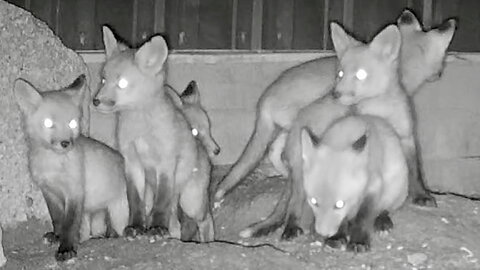 Fox Cubs Going Into Their Den at Night