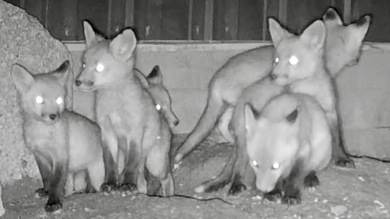 Fox Cubs Going Into Their Den at Night