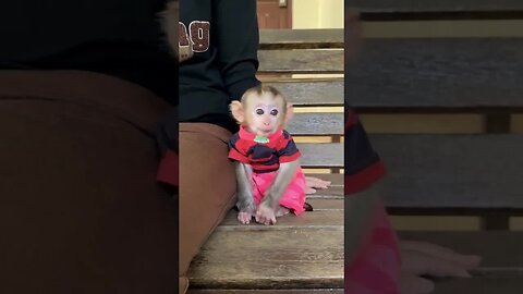 Smiles are the universal sign of love, and baby monkeys have mastered it! 😊🐵
