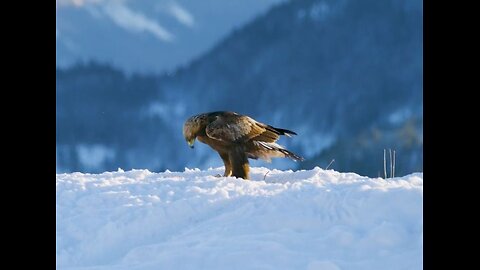 Wild Animals