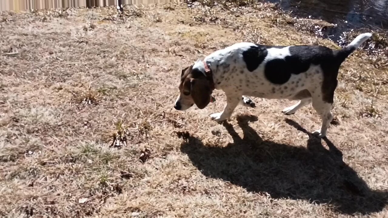 Bandit