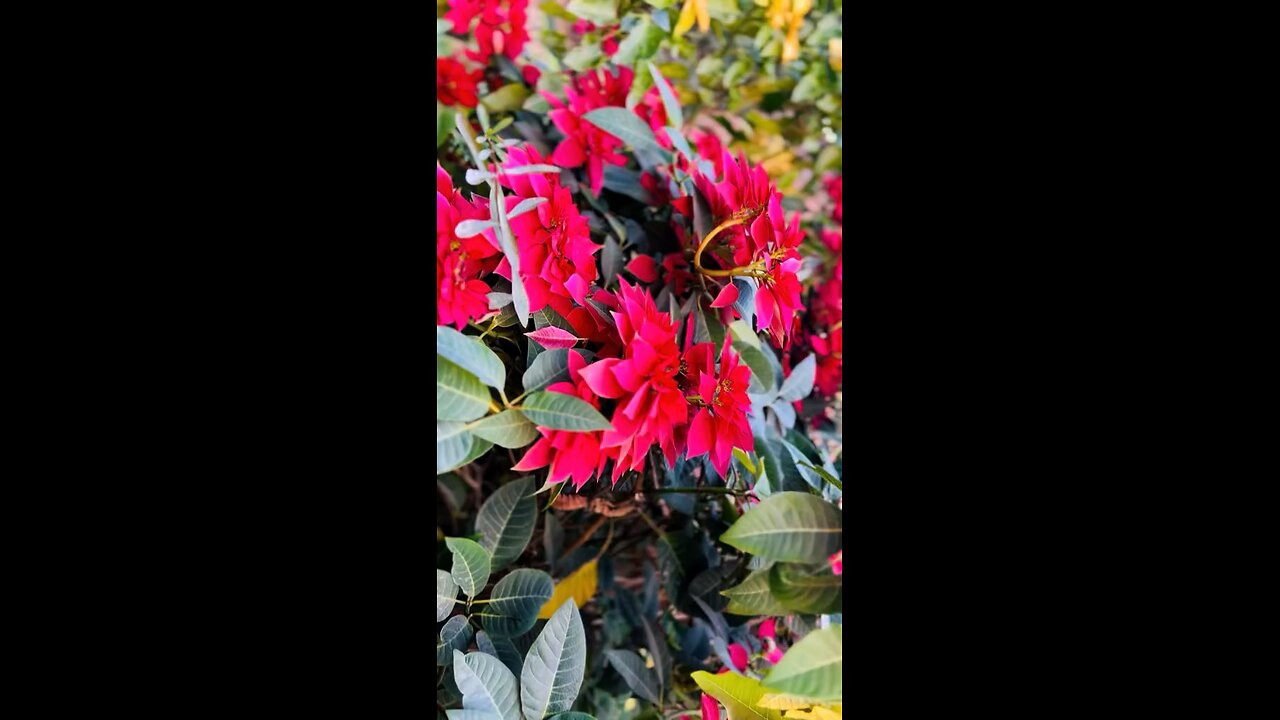 Flower Garden