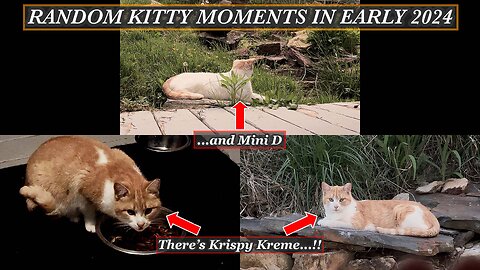 27 - RANDOM KITTY MOMENTS IN EARLY 2024