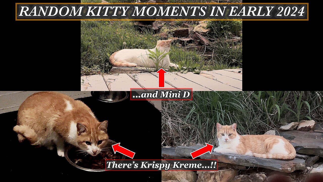 27 - RANDOM KITTY MOMENTS IN EARLY 2024
