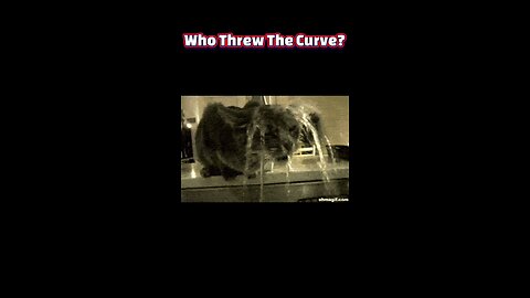 Fur-ocious Resistance: The Soggy Truth Behind Why Cats Hate Water