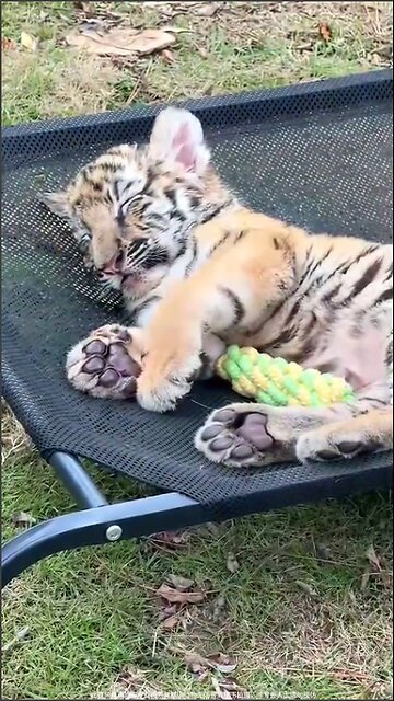 Afternoon rest for predators!