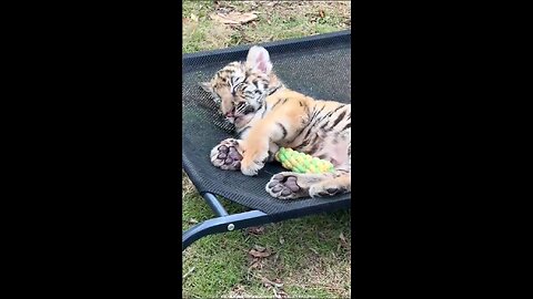 Afternoon rest for predators!