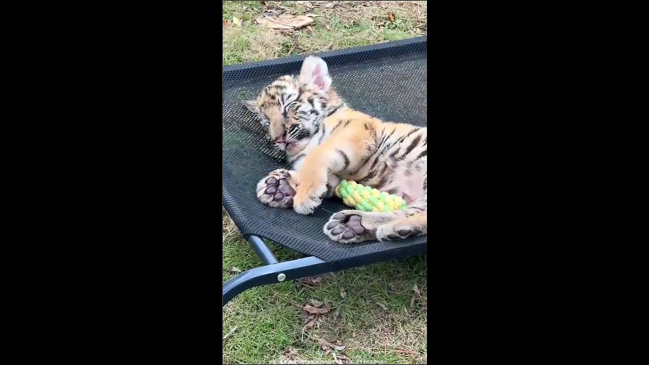 Afternoon rest for predators!