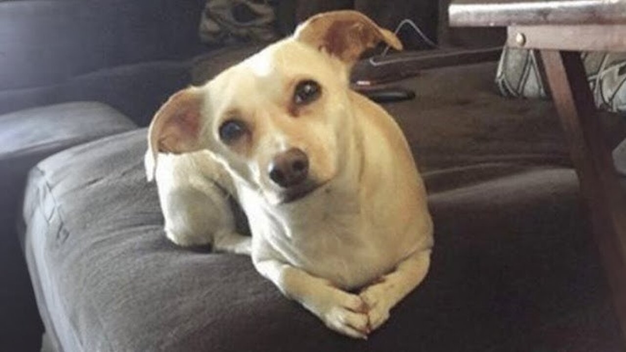 The MOST Funniest Animal Videos EVER 😂 Part ∞