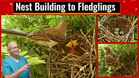 Mockingbirds Make Our Porch Fern Their Home, Inspirational Thought