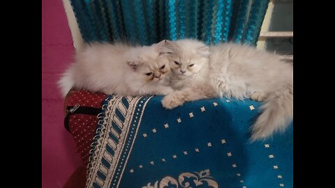 #Dogs and Cat playing