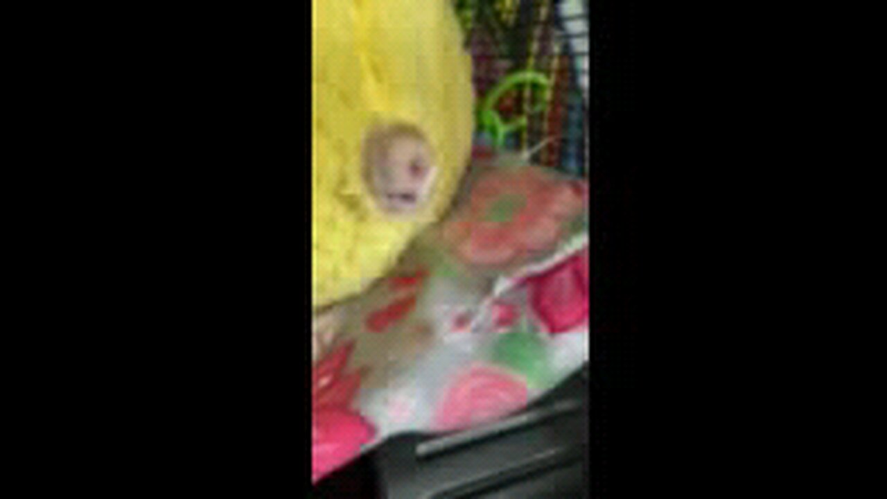 peekaboo rat pineapple