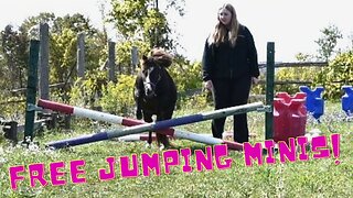 Free JUMPINGT Our MINIATURE Horses!
