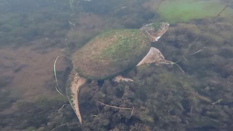 Snapping Turtle