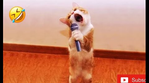 Funny Dogs And Cats Videos 2025 😅 - Best Funniest Animal Videos Of The week