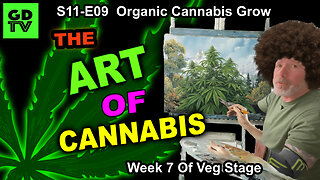 S11-E09 - Day 43 of Veg (Week 7) Cannabis Training Cannabis Step By Step – LST With Ties & Clips!