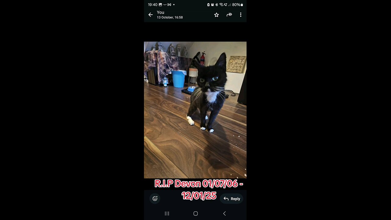 R.I.P Devon, The Best Cat Anyone Could Ever Have