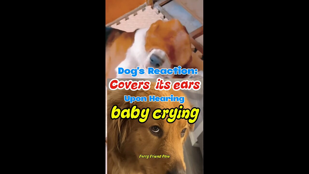 Dog's reaction to a crying baby