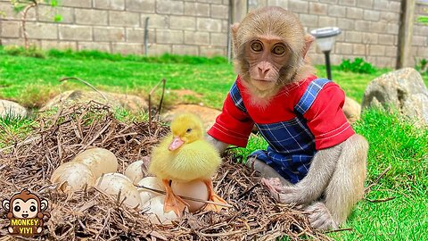 So adorable! YiYi was surprised to find and adopt a poor duckling