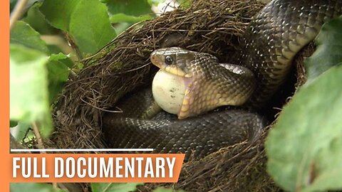 Venomous Vipers of Austria - Danger in the Alps | Full Documentary