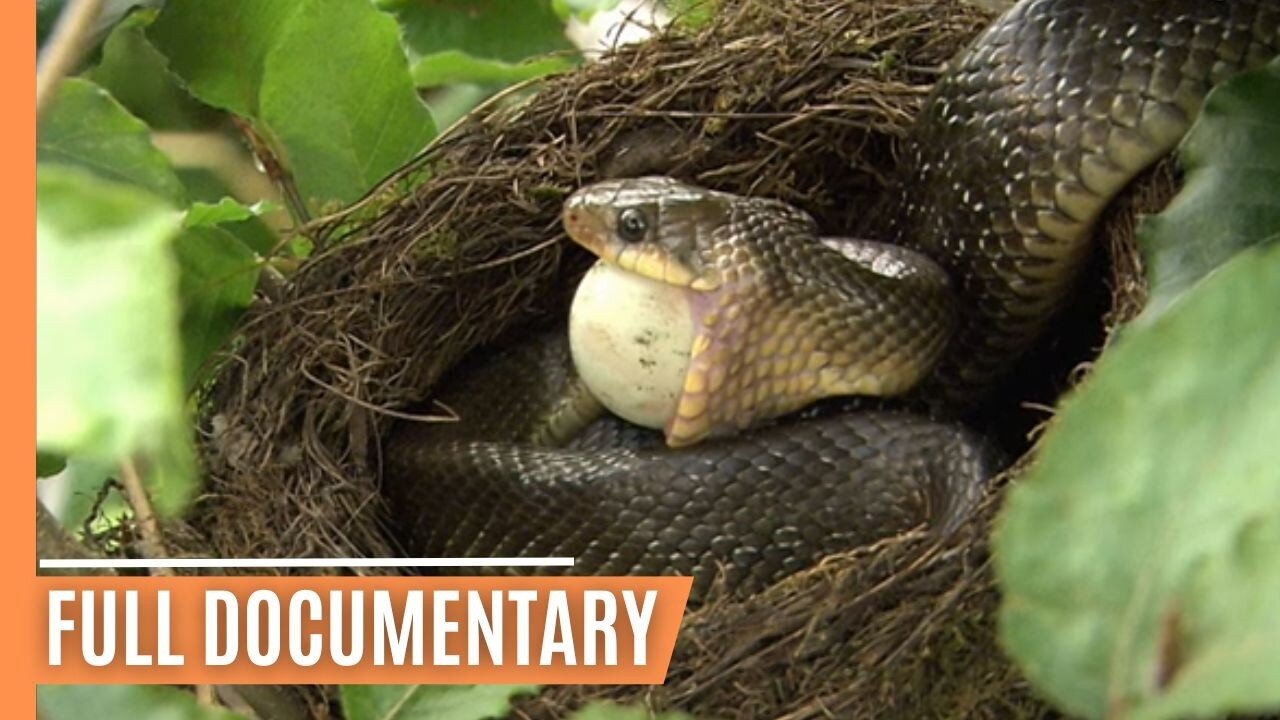 Venomous Vipers of Austria - Danger in the Alps | Full Documentary