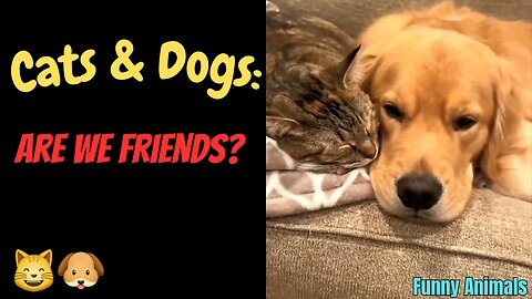 "Cats & Dogs: Are we Friends?"