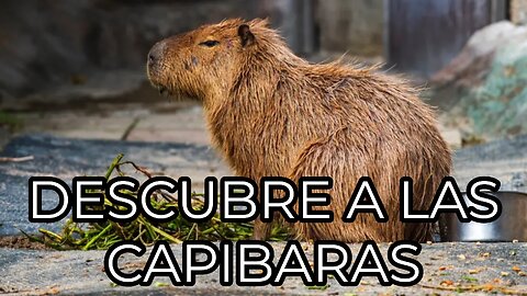 CAPIBARAS-Surprising Facts About Capybaras