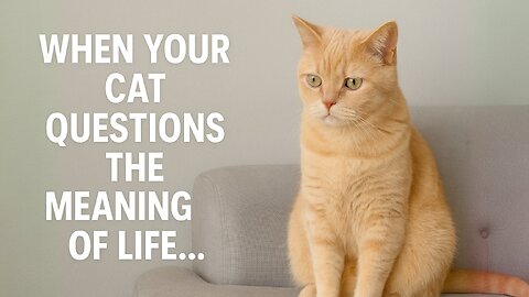 When Your Cat Questions the Meaning of Life…