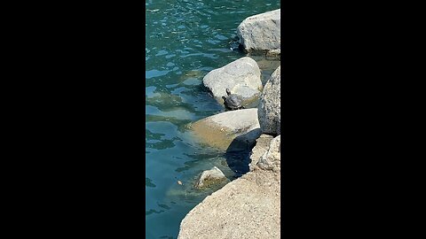 Red-Eared Slider Turtle 🐢 #redearedsliderturtle #shorts #viral #followme