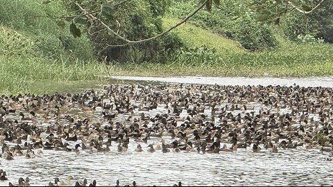 Ducks