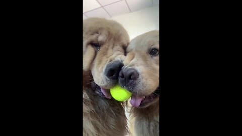 let's see who'll get the ball 🏀 #dog #usa #america #goldenretriever #pets