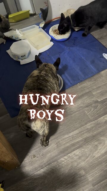 Kitten and frenchie hungry
