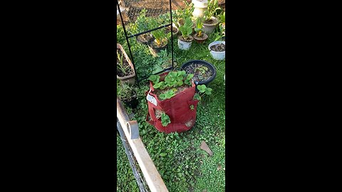 Garden update