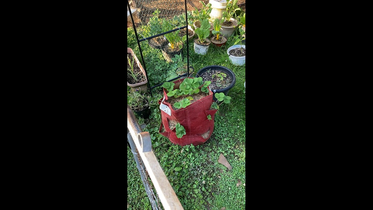 Garden update