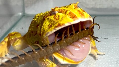 A pacman frog angry at a large centipede (WARNING LIVE FEEDING!!】