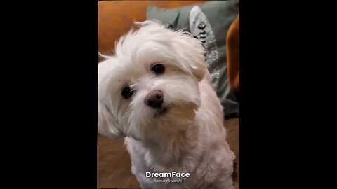 My singing dog🐶😄