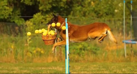 Dogs Footage - Pets