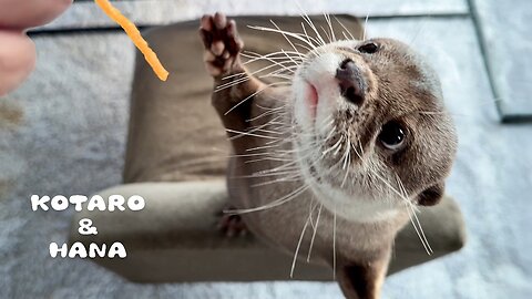 Otters devour their 3 favorite treats