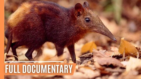 The Secret Life of Kenya's Endangered Elephant Shrews | Full Documentary