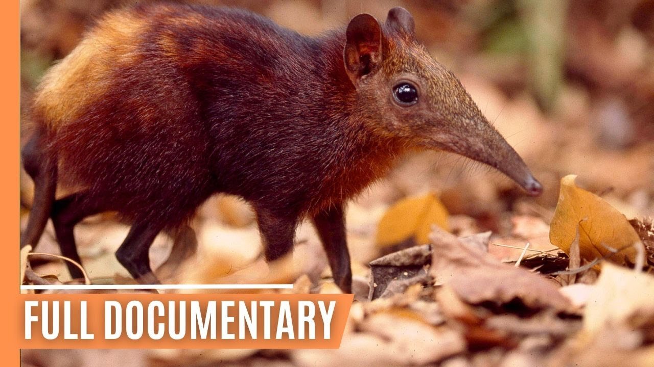 The Secret Life of Kenya's Endangered Elephant Shrews | Full Documentary