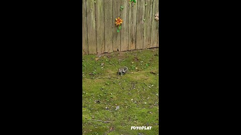 Silly Squirrel 🤣 🤣 🤣