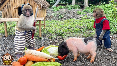 Monkey baby YiYi protects piglet when he was attacked by a stranger and then