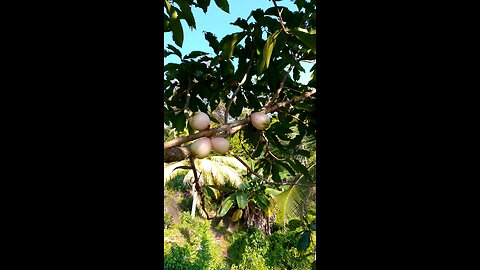 fresh jumbu fruit