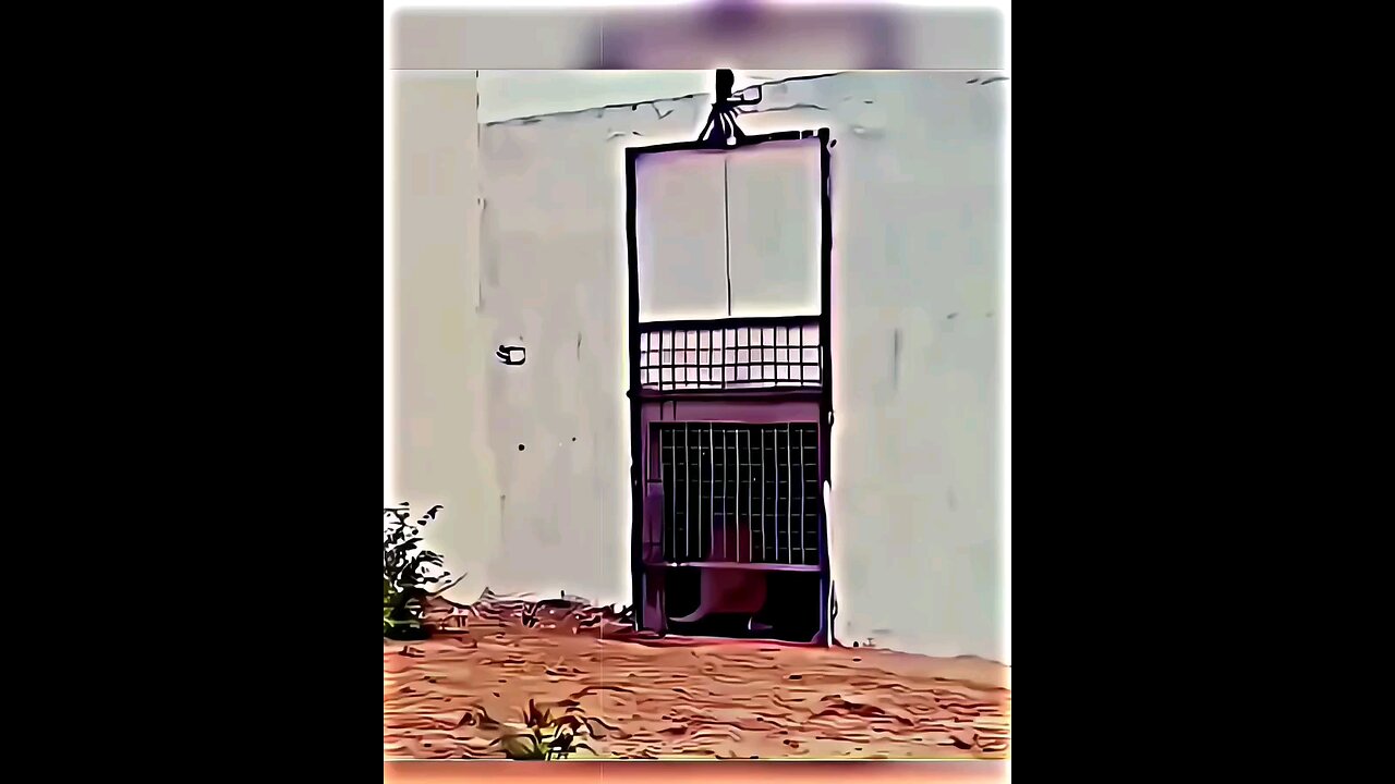 🦁😂 “When the Zoo Turns into GTA Mode”