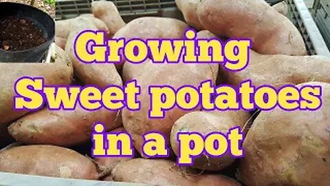 Growing Sweet Potatoes in Pots