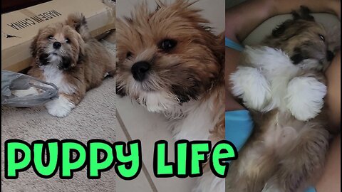 Puppy Life - Making a MESS & Sleeping like a Baby